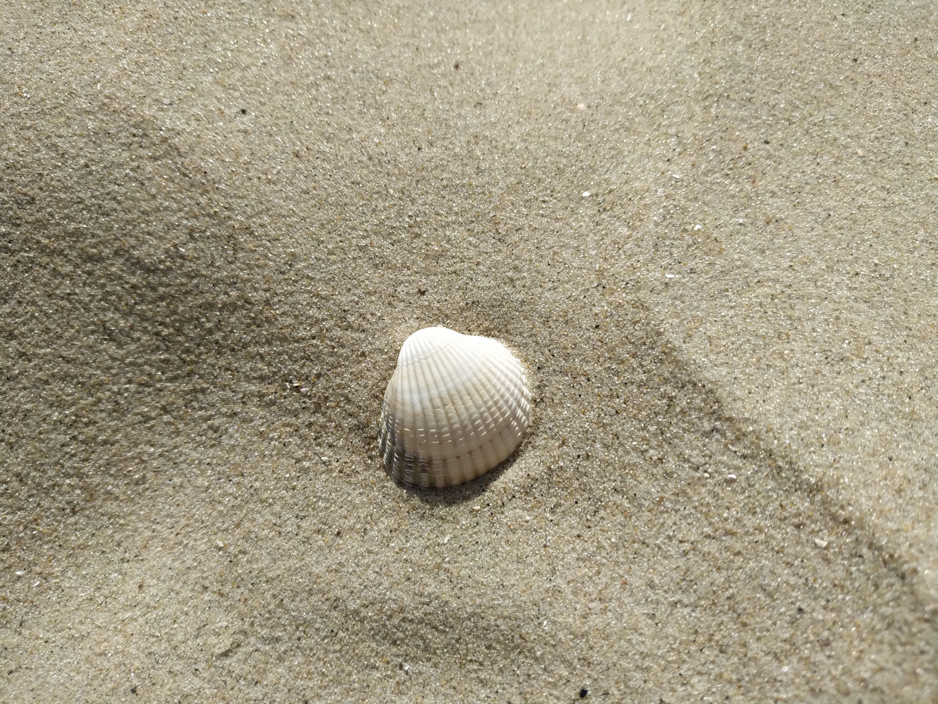 Einzelne Muschel am Strand
